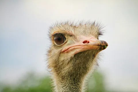 Struisvogel van dichtbij