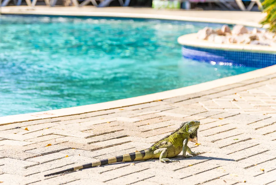 Leguaan op de rand van het zwembad van Seru Coral Resort