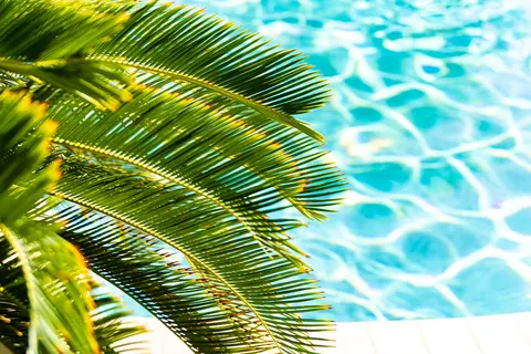 Palmblad boven het turquoise water